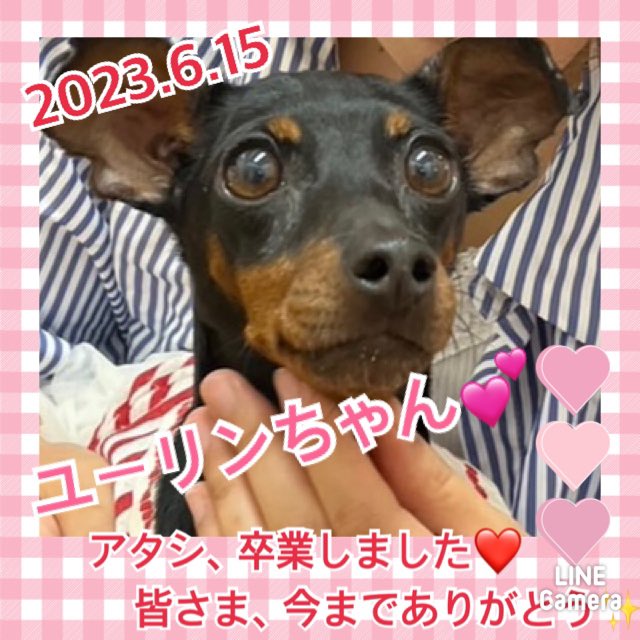 【運命の赤い糸見～つけた💓ミニチュアピンシャーのユーリンちゃん💕】2023,6,15